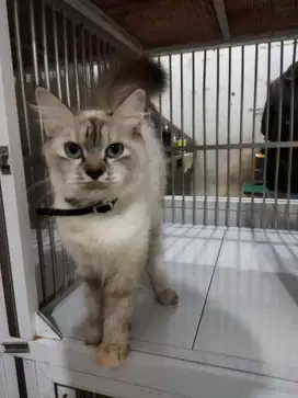 Siap Diadopsi! Kucing Himalaya Betina – Mata Biru, Bulu Putih & Jinak