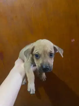 Anak Anjing Sosis Kecil x Campuran Kecil Lucu
