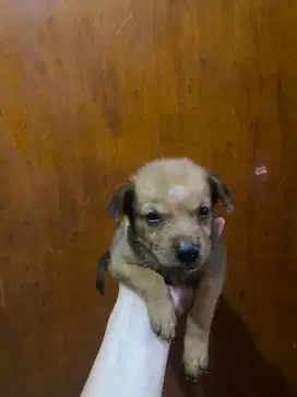 Anak Anjing Sosis Kecil Tekel x Campuran Kecil Lucu