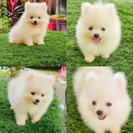 Pomeranian body super mini kwalitas bagus betina udh vaksin virus & ra