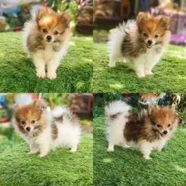 Pomeranian body super mini kwalitas bagus party color betina udh vaksi
