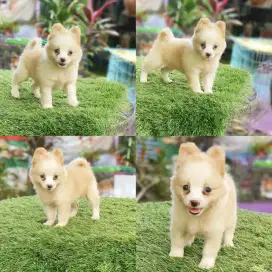 Minipom betina UMR 2 bln udh vaksin virus dan rabies ya
