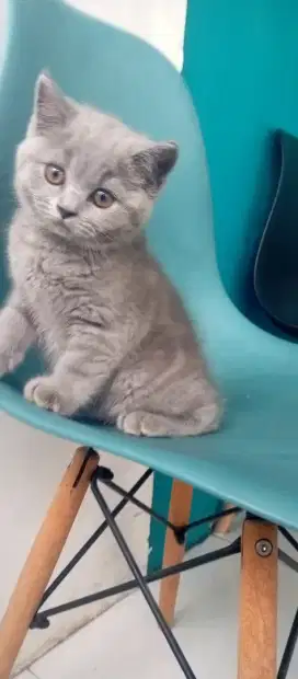 Kitten BSH umur 2 bulan 1 Minggu