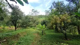 Dijual Tanah Kebun Mangga Gedong Gincu Lokasi Strategis
