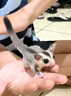 Sugar glider WF joy