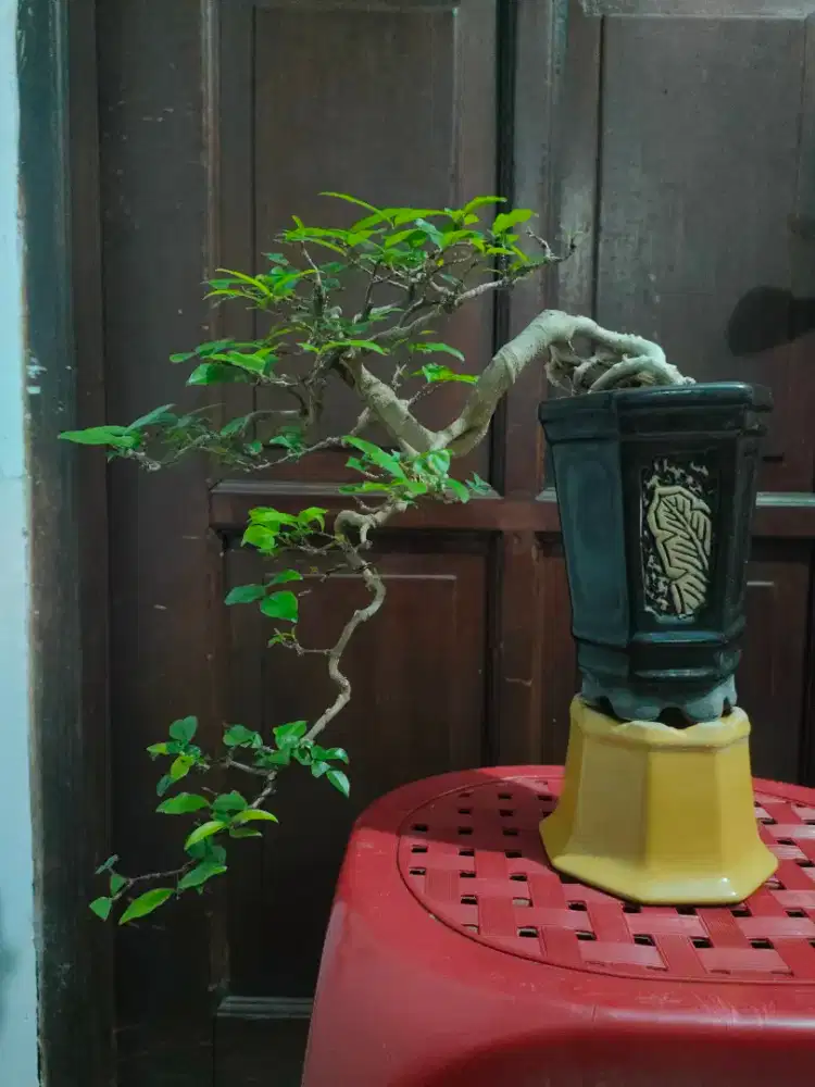 Bonsai Anting Putri