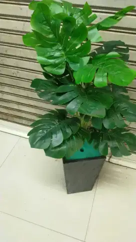 Jual murah pohon