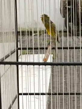 Kenari SFL Lengkung