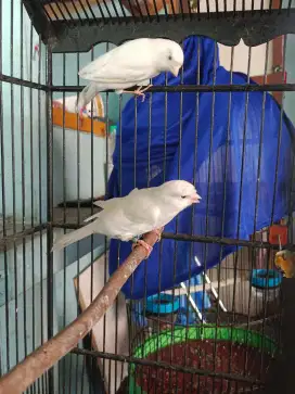 Kenari Betina F1 Rasmi Tembean