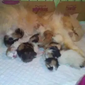 Pemacakan Kucing di Pet Shop Felix Purworejo