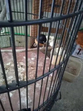 Burung murai prestasi