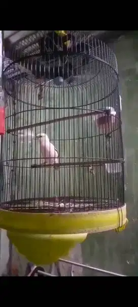 BURUNG PUTIH GACOR