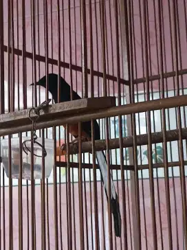 Jual burung murai jantan gacor