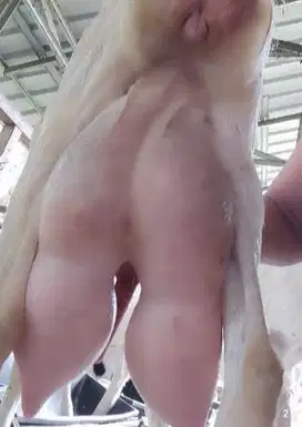 susu kambing etawa murni 100% non campuran berkhasiat tinggi jamin top