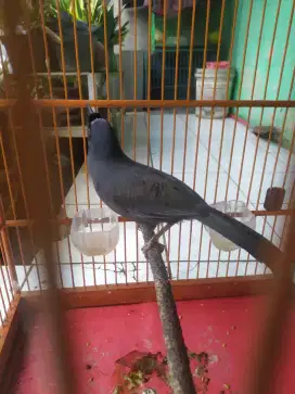 Poksay pipi hitam