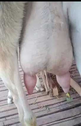 susu kambing etawa murni 100% 1 liter dalam kemasan botol 250ml manteb