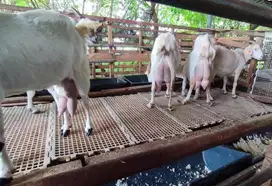 susu kambing etawa murni 100% 1 liter dalam kemasan botol 250ml manteb