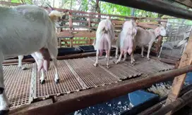 susu kambing etawa murni 100% non-campuran 1 liter botol 250ml manteb