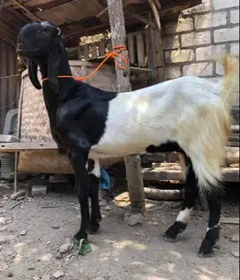 susu kambing etawa murni 100% non campuran 1 liter botol 250ml manteb