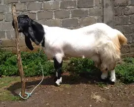 susu kambing etawa murni 100% 1 liter botol 250ml berkhasiat tinggi ok