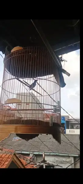 Murai batu Medan