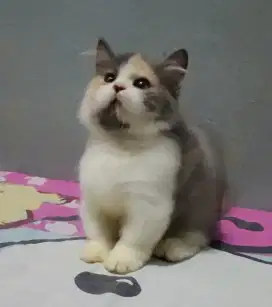 Kitten munchkin mix breed bsh gaelic warna cantik