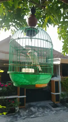 Kenari Lokal warna putih
