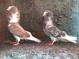 Merpati Hias CAPUCIN Remaja