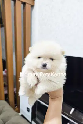 Anjing Pom mini TERMURAH