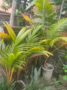 Bibit kelapa gading