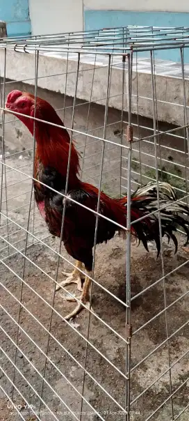 ayam ekor lidi pacek