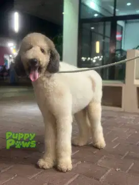 Dibutuhkan KENNEL BOY!