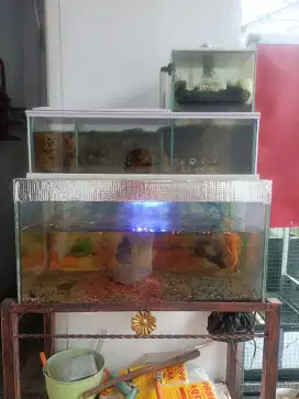 Aquarium dan ikan oscar