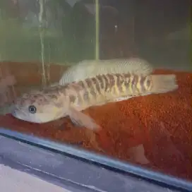 Ikan channa asiatica 18cm