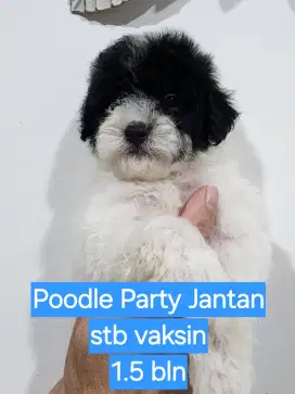 Poodle Party Jantan