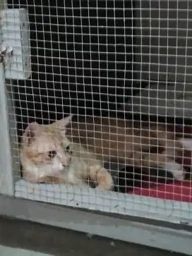 Jual kucing kampung