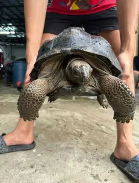 Aldabra Jakarta