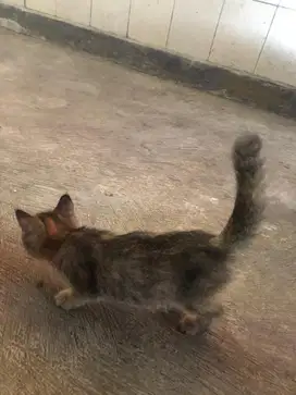 Adopsi 2 kucing gratis