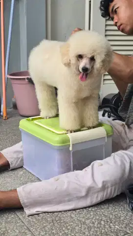 POODLE BETINA OPEN ADOPT STB USIA 8BLN