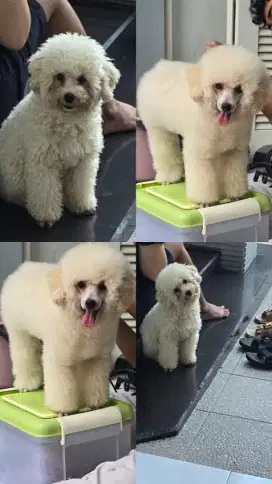 POODLE BETINA OPEN ADOPT STB USIA 8BLN