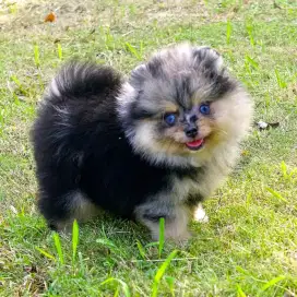 Jual mini pom jantan antik langka