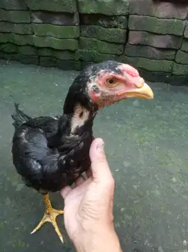 Ayam bangkok muda