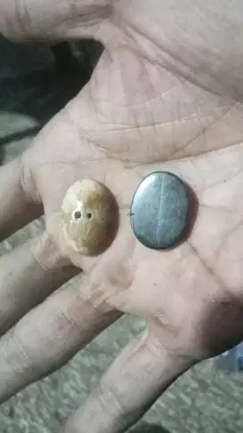 kelor combong dan kelor kendit