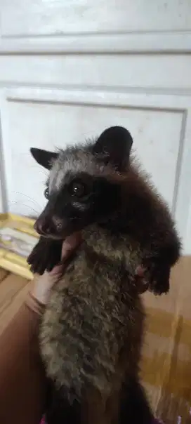 Musang Pandan 3 ekor