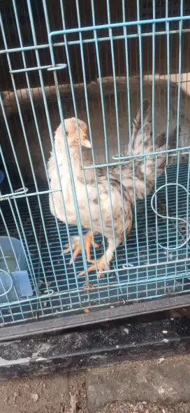 Ayam kate sehat wal'afiat