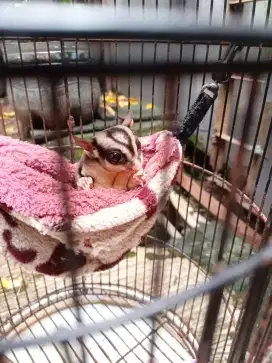 Sugar glider jantan