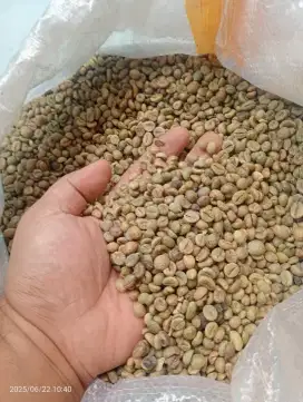 Biji Kopi Robusta Pagaralam Grade 2
