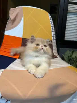 Kitten peaknose jantan