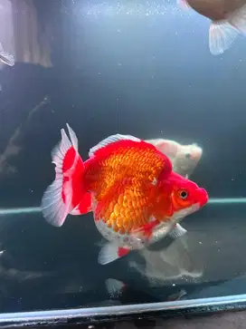 Ikan Koki Ryukin RW