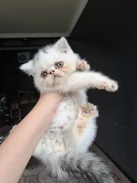 Kucing exotic short hair jantan (peaknose)